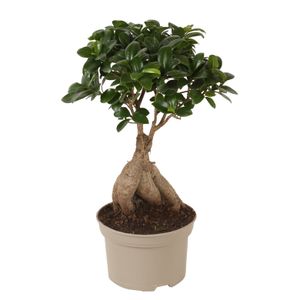 Plant in a Box - Ficus Ginseng - Bonsai Baum - Topf 12cm - Höhe 30-40cm - Zimmerpflanzen