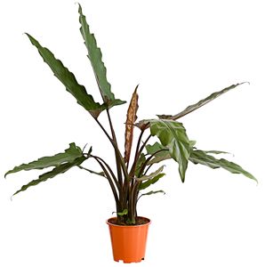 Dehner Pfeilblatt, Alocasia lauterbachiana, pfeilförmige Blätter, ca. 45-55 cm, Ø Topf 19 cm, Zimmerpflanze