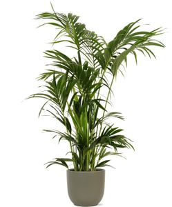 Kentiapalme – Kentia Palm (Kentia Palm) mit Übertopf – Höhe: 155 cm – von Botanicly