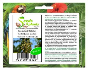 5x Sapindus trifoliatus Seifenbaum Garten Pflanzen - Samen B187