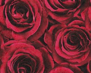 exclusive Vliestapete von AS  Creation im 3 D Rosenblüten-LookGröße: ca. 10,05 x 0,53 mMusterversatz: 64/32 cm versetzter  AnsatzFarbe Rot