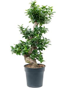 Bonsai von Botanicly – Chinesische Feige – Höhe: 90 cm – Ficus microcarpa