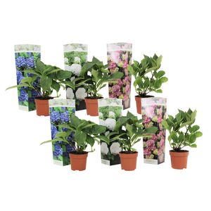 Plant in a Box - Hydrangea macrophylla - 6er Mix - Hortensien - Gartenpflanzen - blau, rosa, weiß - Topf 9cm - Höhe 25-40cm