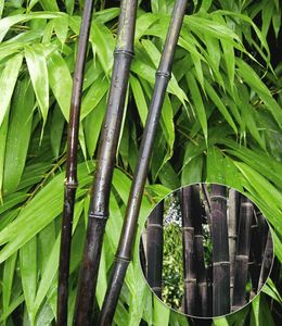 BALDUR-Garten Schwarzer Bambus 'Black Pearl', 1 Pflanze, Fargesia nitida Blackpearl, winterhart, pflegeleicht, immergrün, schwarzer Bambus, Zierstrauch-Rarität