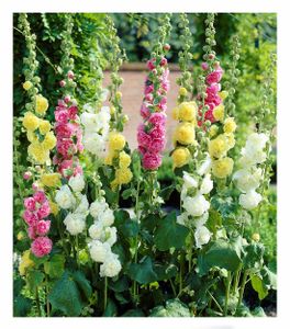 BALDUR-Garten Stockrosen-Malven-Mischung, 3 Pflanzen Alcea rosea 'Pleniflora' Gefüllt blühende Garten Stockrose, winterharte Staude, mehrjährig, Wasserbedarf gering, blühend