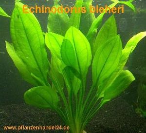 3 doniczki Echinodorus Bleheri, rośliny wodne