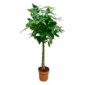 Trendyplants - Pachira Aquatica - Geldbaum - Zimmerpflanze - Höhe 150-170 cm - Topfgröße Ø27cm