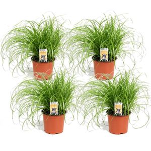 Plant in a Box - Katzengras - 4er Set - Cyperus  - Zimmerpflanze - Tierfreundlich - Topf 12cm - Höhe 30-40cm