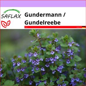 SAFLAX - Gundermann / Gundelreebe - Glechoma hederacea - 75 Samen