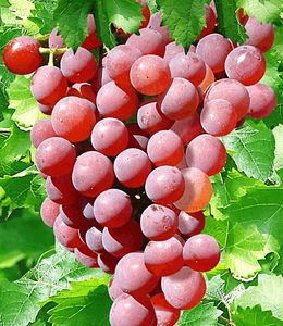 BALDUR-Garten Kernlose Tafel-Trauben 'Vanessa®', Weinreben rot, 1 Pflanze, Vitis vinifera, Weintrauben kernlos, winterhart, mehrjährig, Pilzfeste Sorte