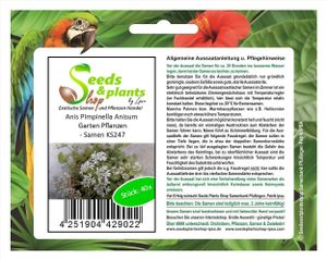 40x Anis Pimpinella Anisum Garten Pflanzen - Samen KS247