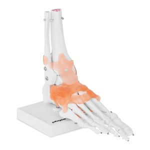 Physa Fußskelett Modell - mit Bändern und Gelenken