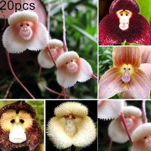 20 Stück entzückende, seltene Affengesicht-Orchideensamen, Gartenpflanze, Blume, Bonsai-Dekor