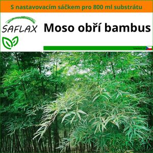 SAFLAX Garden in the bag - Moso obří bambus - Phyllostachys pubescens - 20 Semena - S pěstebním substrátem v praktickém samovztyčovacím sáčku