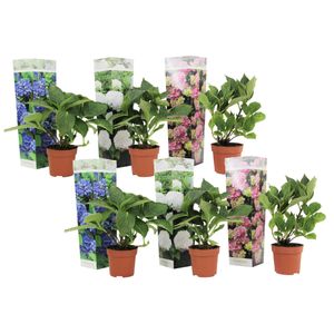 Plant in a Box - Hydrangea macrophylla - 6er Mix - Hortensie Blau, Rosa, Weiß - ⌀10,5cm - Höhe 25-40cm