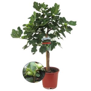 Plant in a Box - Ficus Carica 'Feigenbaum' - Topf 21cm - Höhe 70-90cm - Winterhart - essbare Feigen