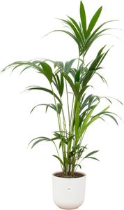 Kentia Palme - Forstersche Kentia - Zimmerpflanze - Ø26cm - ↨160 cm + Topf Jazz Weiß