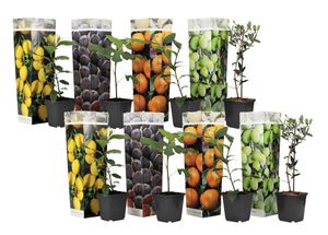 Plant in a Box - Mediterranen Obstbäumen - 8er Mischung - Olivenbaum, Zitronenbaum, Feigenbaum und Orangenbaum - Topf 9cm - Höhe 25-40cm