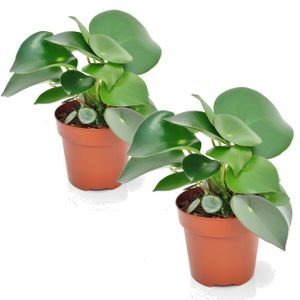 Plant in a Box - Peperomia Polybotrya 'Regentropfen' - 2er Set - Zimmerpflanzen - Topf 12cm - Höhe 20-30cm
