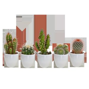 Kaktusy - 5 × Kaktusový mix v bielom keramickom kvetináči | 5 kusov v bielom keramickom prekryte ako sada - Výška: 10 cm