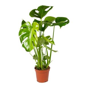 Monstera Deliciosa - Lochpflanze - Zimmerpflanze - luftreinigend - ⌀17 cm - ↕50-60 cm