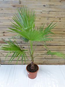 [Palmenlager] - Washingtonia robusta 150 cm - Petticoat Palme