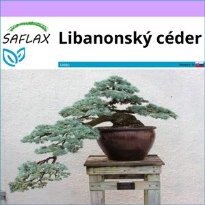 SAFLAX - Libanonský céder - Cedrus libani - 20 Semená