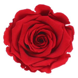 Infinity Rose L Ø5cm konserviert stabilisiert haltbar Rosenkopf ewige Rosenblüte, Menge:1 St., Farbe:Rot (red02)