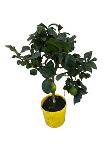 Obstbaum – Zitronenbaum (Citrus Lemon) mit Übertopf – Höhe: 90 cm – von Botanicly