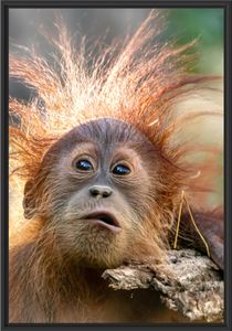 Lustiger Baby Orang-Utan mit Rinde im Schattenfugen Bilderrahmen / Format: 100x70 im Schattenfugen-Bilderrahmen / Kunstdruck auf hochwertigem Galeriekarton / hochwertige Leinwandbild Alternative