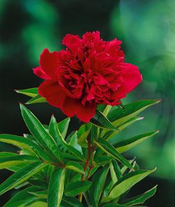 Paeonia lactiflora 'Louis van Houtte', Pfingstrose, rosa, ca. 11x11 cm Topf