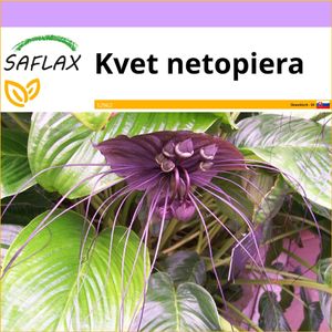 SAFLAX - kvet netopiera - Tacca chantrieri - 10 Semená