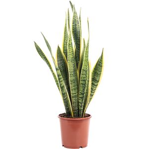 Bogenhanf - pflegeleichte Zimmerpflanze, Sansevieria trifasciata Laurentii - Höhe ca. 45 cm, Topf-Ø 14 cm