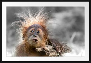 Lustiger Baby Orang-Utan mit Rinde B&W DetailBilderrahmen mit Galerie-Passepartout / Format: 100x70cm / gerahmt / hochwertige Leinwandbild Alternative