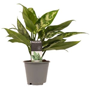Zimmerpflanze von Botanicly – Kolbenfaden – Höhe: 25 cm – Aglaonema commutatum Maria Christina