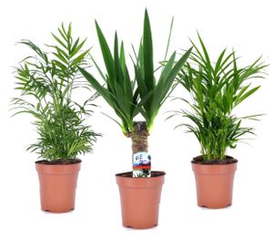 Plant in a Box - Mini-Zimmerpalmen - 3er Set - Topf 12cm - Höhe 25-40cm