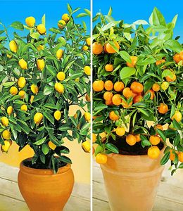 BALDUR-Garten Zitronen- & Orangenbaum,2 Pflanzen Citrus Calamondin Citrus limon,  essbare Früchte, mehrjährig - frostfrei halten, Wasserbedarf gering