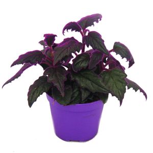 Gynura Purple Passion - aksamitník list - aksamitník kopřiva - fialová rostlina - 9cm