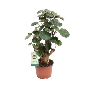 Grünpflanze – Fiederaralie (Polyscias Fabian) – Höhe: 40 cm – von Botanicly