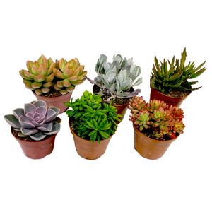 Plant in a Box - Mini-Sukkulenten - 6er Mix - Zimmerpflanzen - Dekorativ und sehr Pflegeleicht - Topf 5,5cm - Höhe 5-10cm