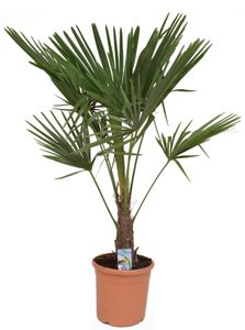 Chinesische Hanfpalme 130 - 160 cm Trachycarpus fortunei - winterharte Palme