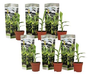 Musa Basjoo - 6er Set - Bananenpflanze - Gartenpflanze - Topf 9cm - Höhe 25-40cm