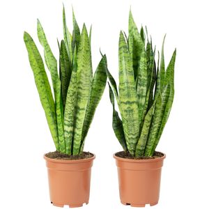2x Bogenhanf, pflegeleichte Zimmerpflanzen, Sansevieria zeylanica - Höhe ca. 65 cm, Topf-Ø 17 cm