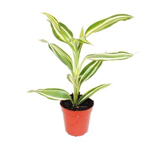 Mini-Pflanze - Dracaena sanderiana - Drachenbaum - Ideal für kleine Schalen und Gläser - Baby-Plant im 5,5cm Topf