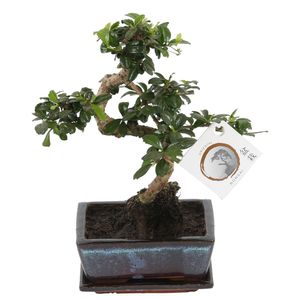 Bonsai von Botanicly – Carmona Macr. Bonsai – Höhe: 20 cm