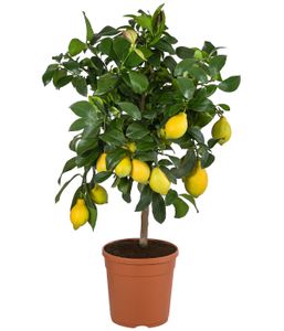 Dehner Zitronenbaum, Stämmchen, ca. 70-90 cm, Ø Topf 20 cm, Zitruspflanze