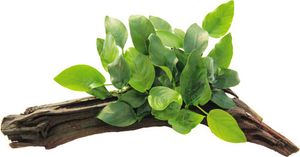 Zwergspeerblatt auf Wurzel - Anubias nana auf Wurzel ca. 16 x 7 x 12 cm