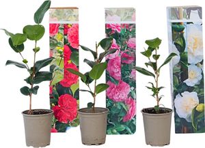 Kamélia japonská - 3 ks. - Camellia japonica - Výška 25-40cm - ⌀9cm