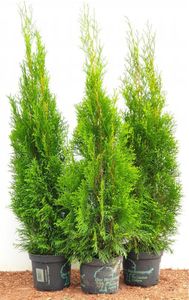 Thuja 'Smaragd' Lebensbaum C3 80-100 cm, winterhart & immergrün