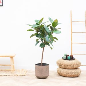 Ficus Elastica Robusta - 130 cm